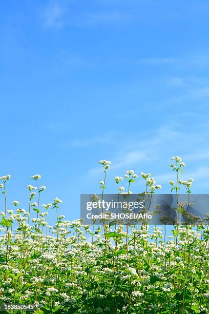 buckwheat flowers and sky - buckwheat stock pictures, royalty-free photos & images