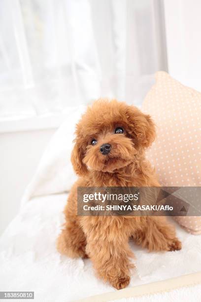 toy poodle - caniche de juguete fotografías e imágenes de stock