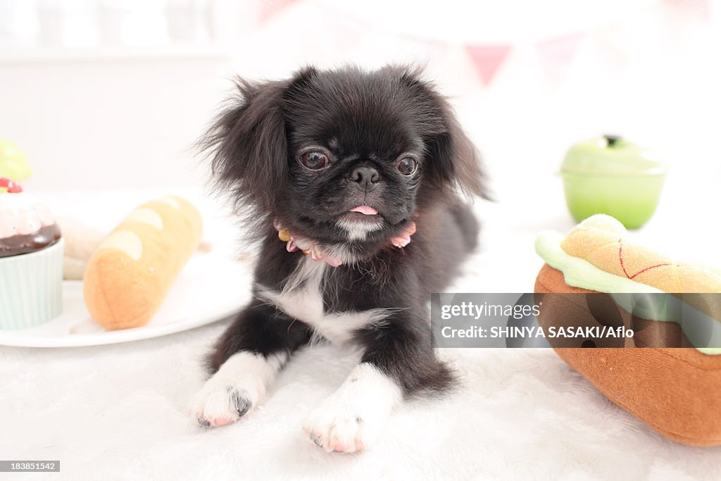 Chin Pekinese mix
