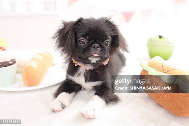 Chin Pekinese Mix, Foto de stock