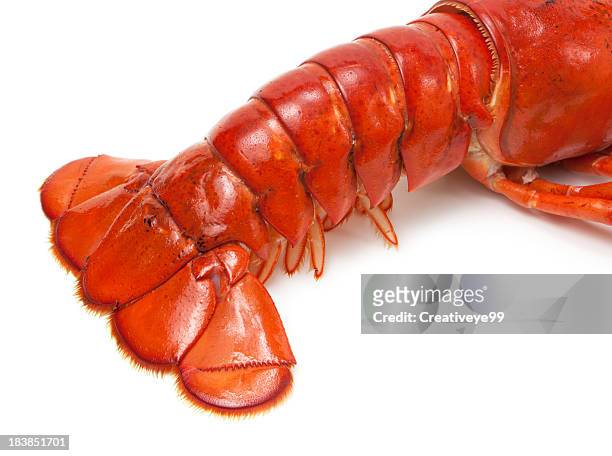 queue de homard - lobster photos et images de collection