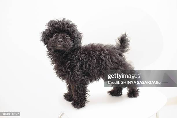 toy poodle - black poodle stockfoto's en -beelden