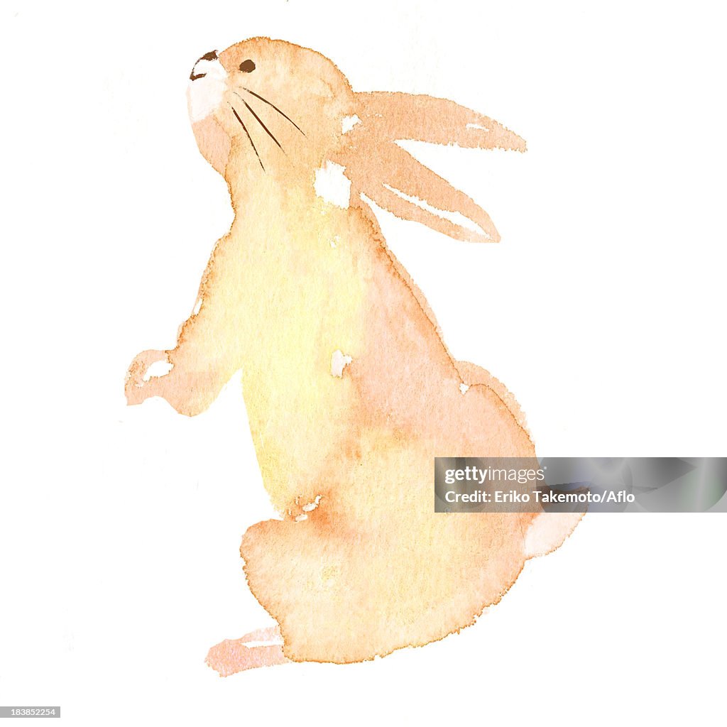 Rabbit illustration