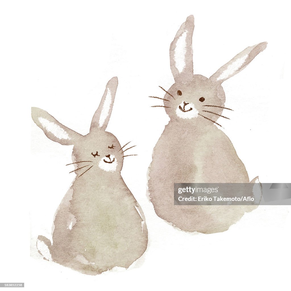 Rabbits illustration