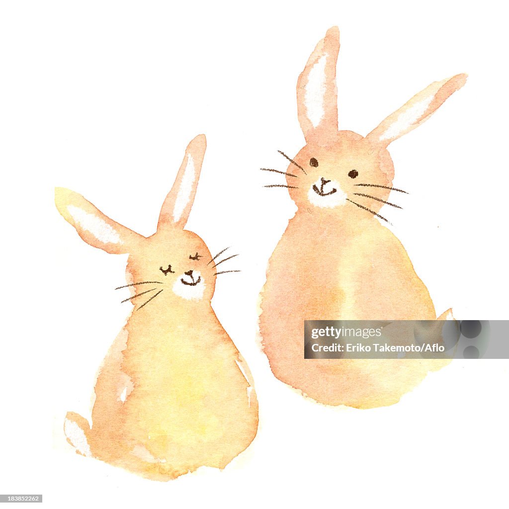 Rabbits illustration