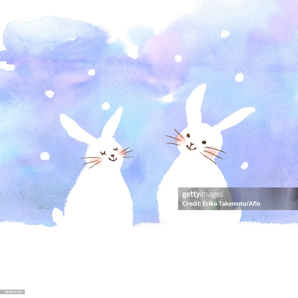 Rabbits illustration