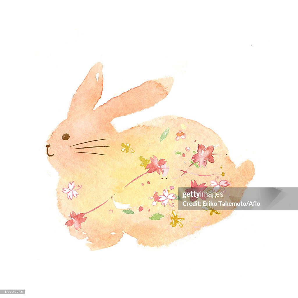 Rabbit illustration