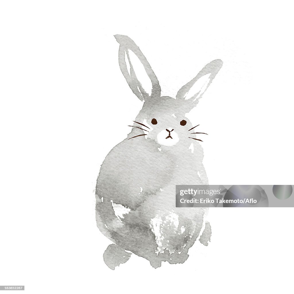 Rabbit illustration
