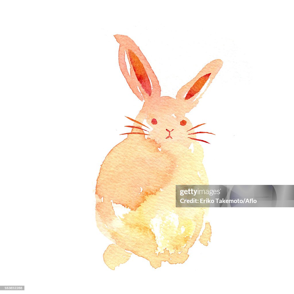 Rabbit illustration