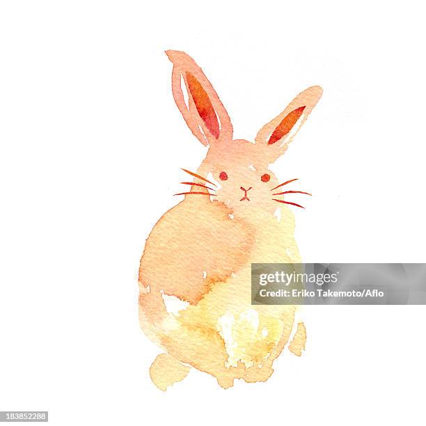 Orange Rabbit Colorful Orange Rabbit Photos and Premium High Res Pictures - Getty Images