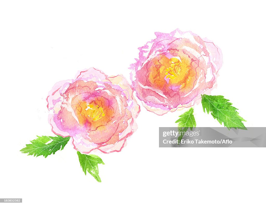 Peony illustration
