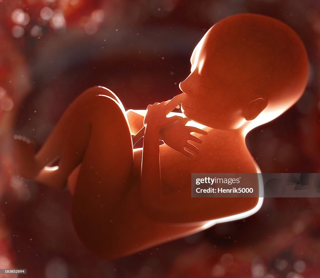 7-month fetus in womb
