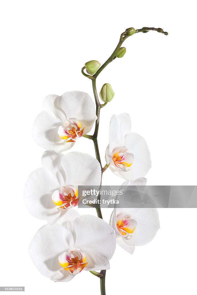 White delicate orchid on white background