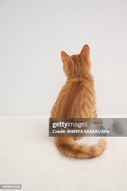 Cat Rear View Tail Up Photos and Premium High Res Pictures - Getty Images