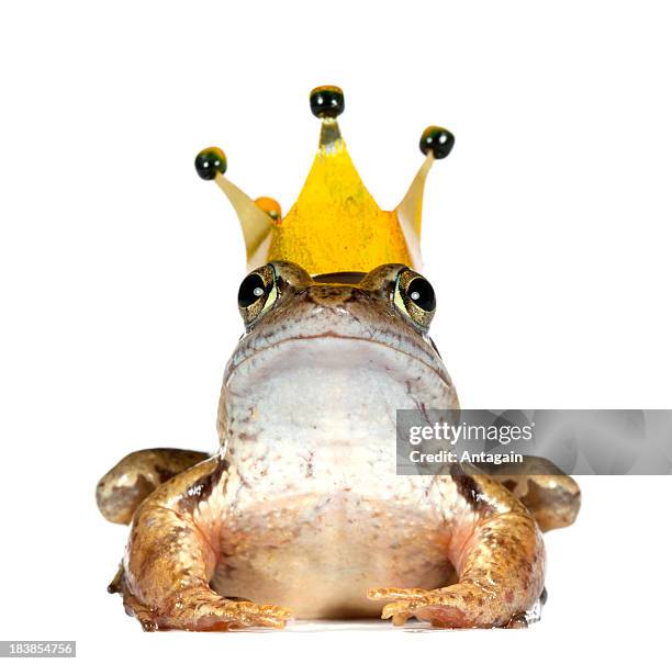 frog with crown - frog prince stock pictures, royalty-free photos & images