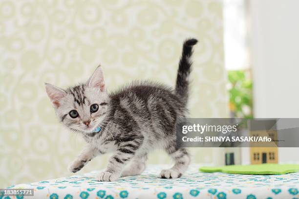 Cat Rear End Photos and Premium High Res Pictures - Getty Images