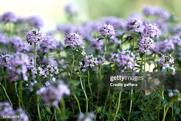 pikantes in blumen - bohnenkraut stock-fotos und bilder