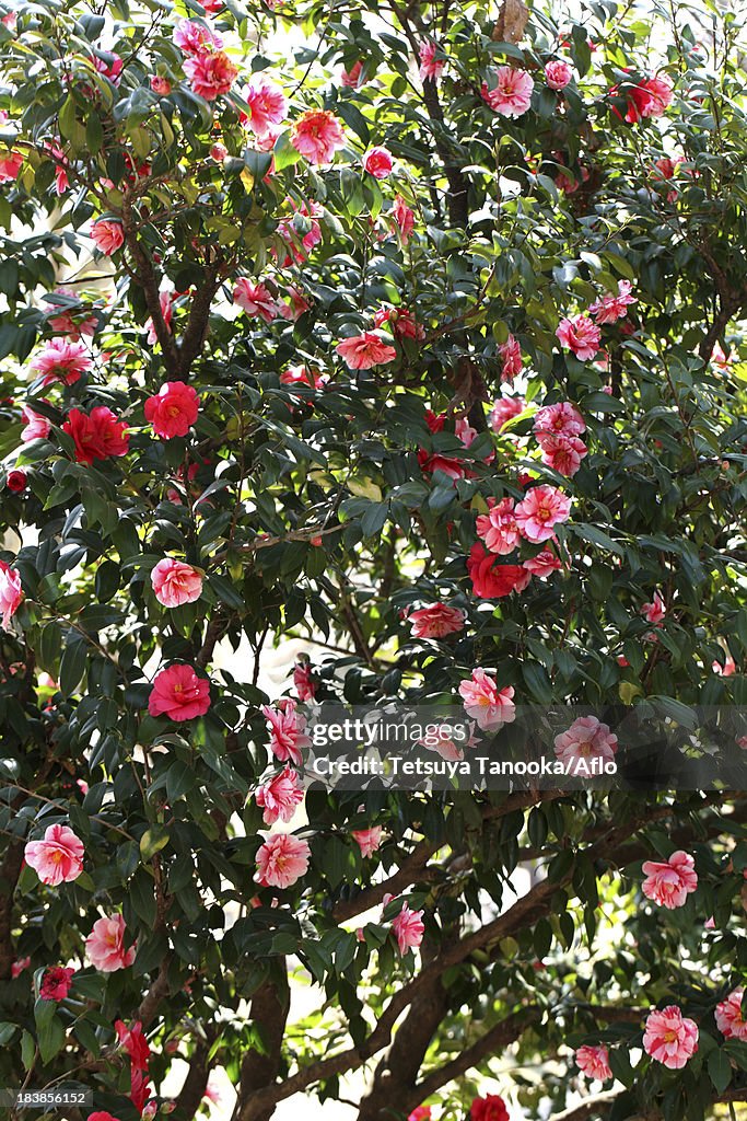 Camellia flowers