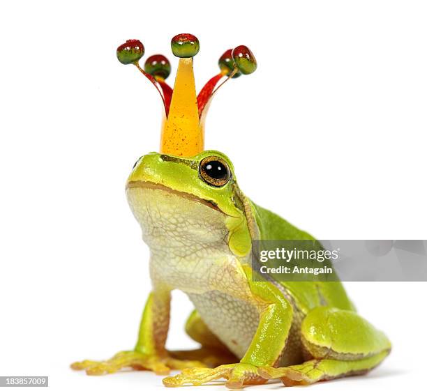 rã com coroa - príncipe encantado imagens e fotografias de stock
