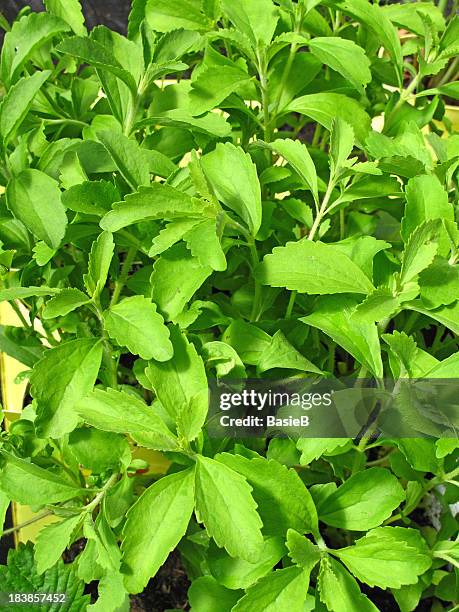 stevia rebaudiana - stevia stock pictures, royalty-free photos & images