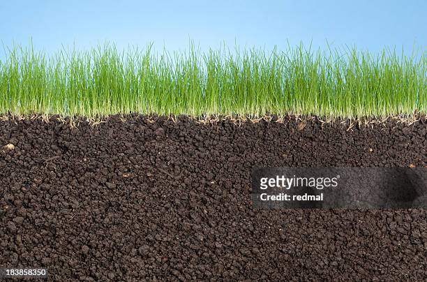 草、根 - soil ストックフォトと画像