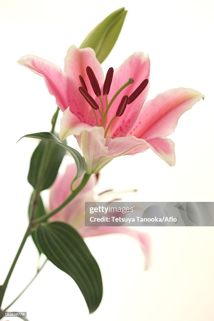Lily flower