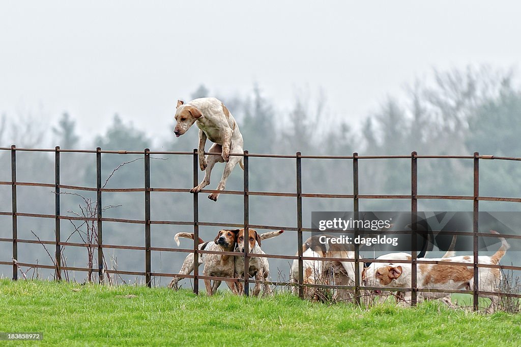 Paquete dog jumps de una valla en la rural región de inglaterra