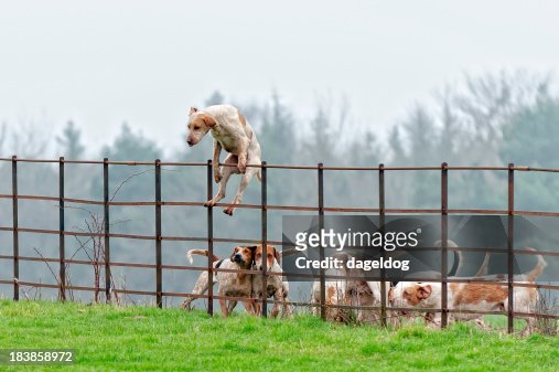 Lead pack dog jumps a fence in rural England