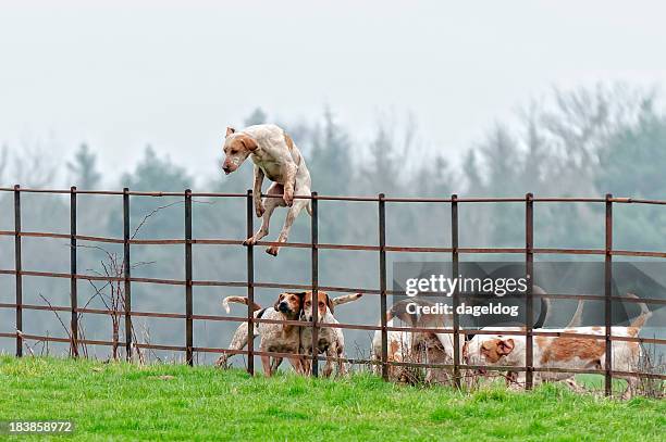 lead pack dog jumps a fence in rural england - hound 個照片及圖片檔
