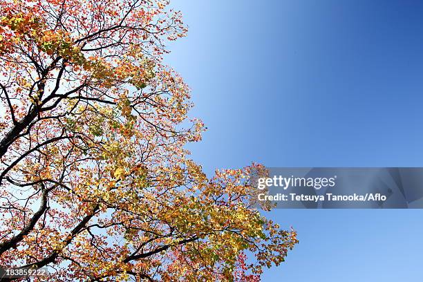 autumn leaves and blue sky - chinese tallow tree stock pictures, royalty-free photos & images