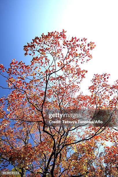autumn leaves and blue sky - chinese tallow tree stock pictures, royalty-free photos & images