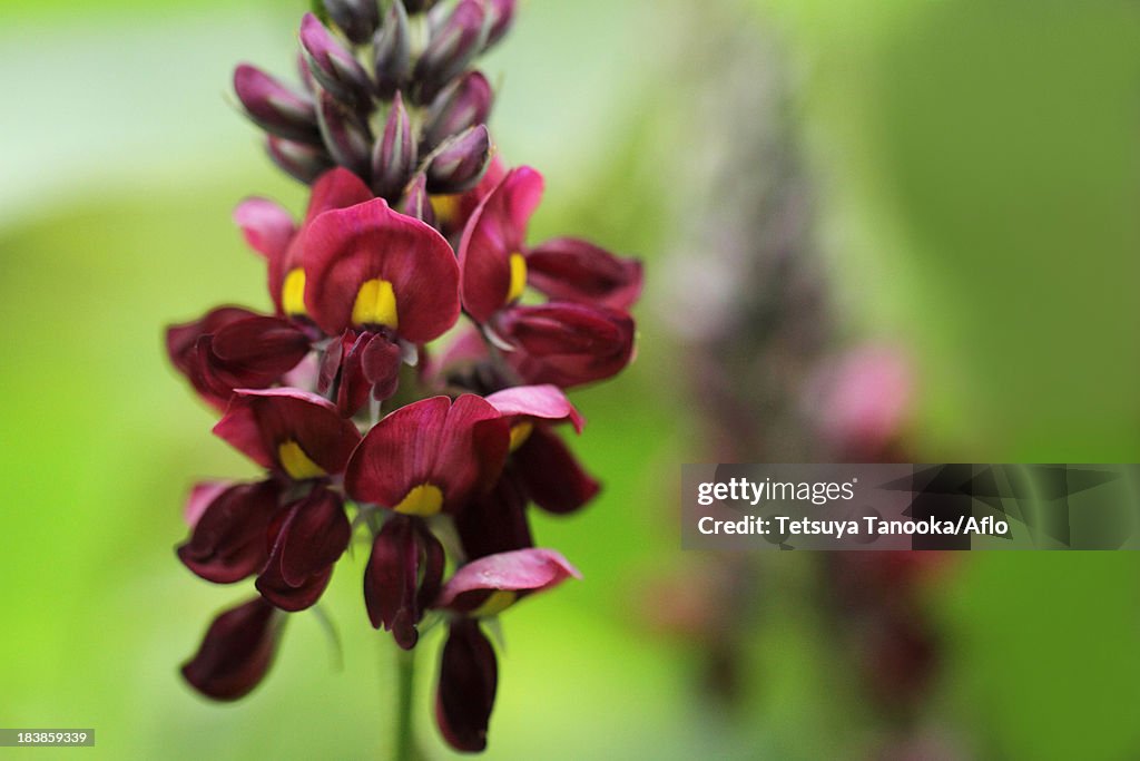 Kudzu flowers