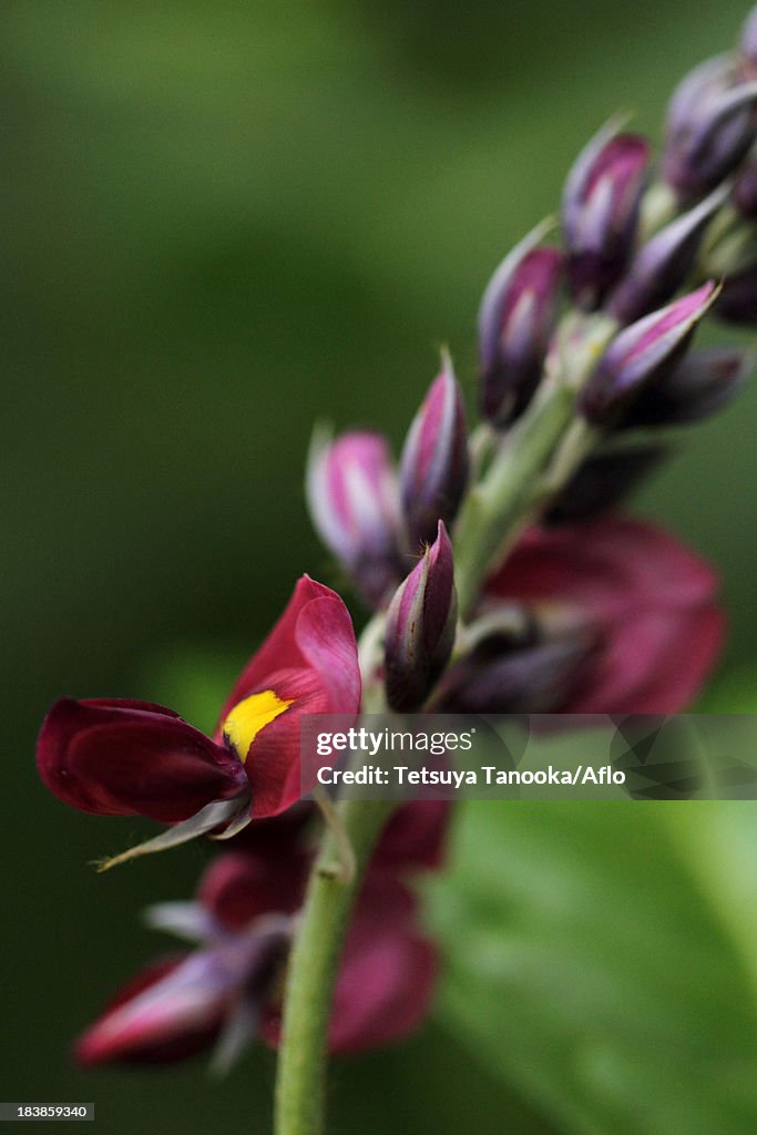 Kudzu flowers
