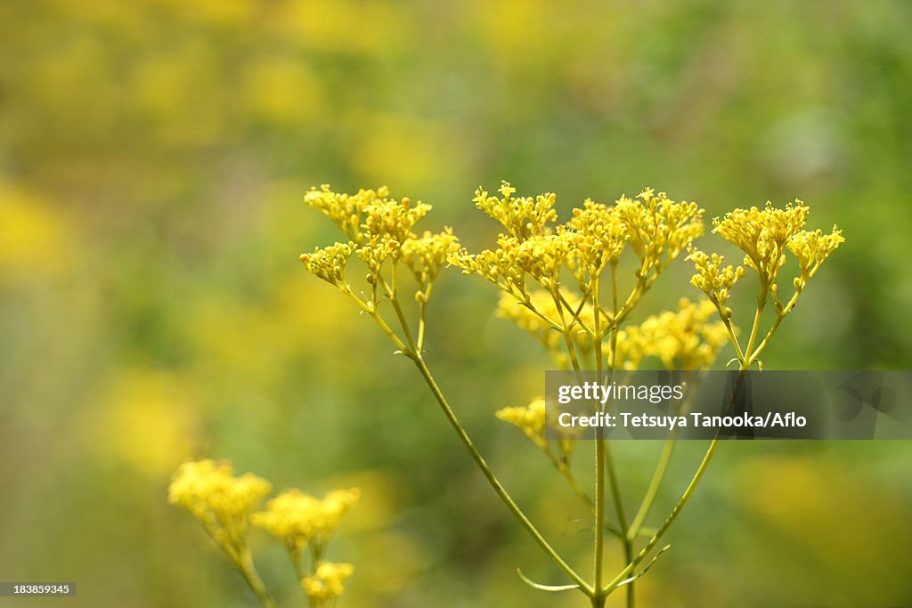 Golden Lace flowers