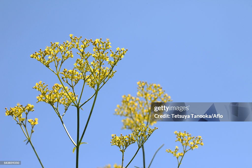 Golden Lace flowers