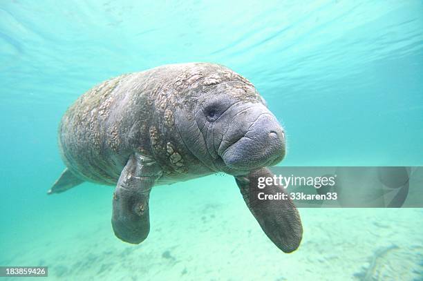 manatee meer rindsleder - florida manatee stock-fotos und bilder