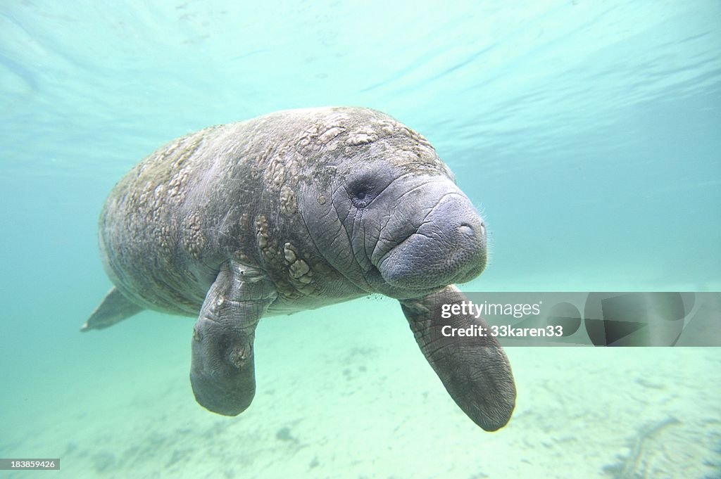 Manatee sea cow