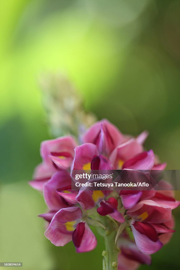 Kudzu flowers