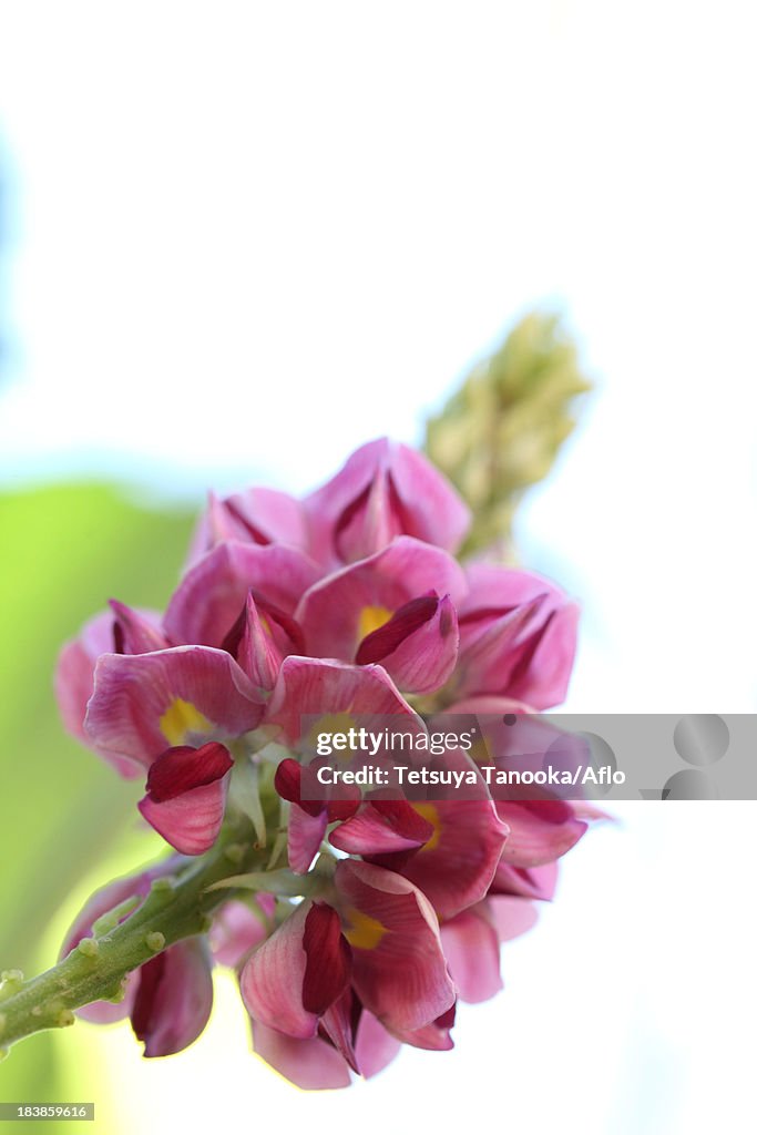 Kudzu flowers