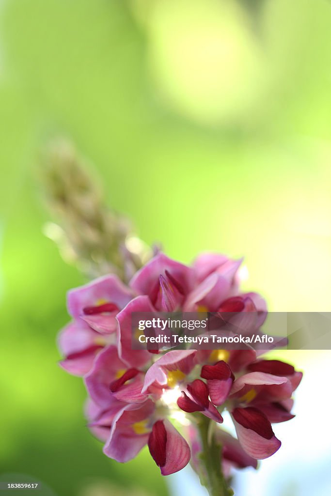 Kudzu flowers