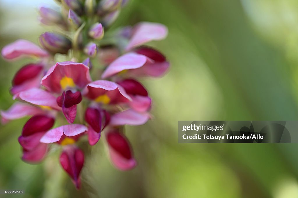 Kudzu flowers