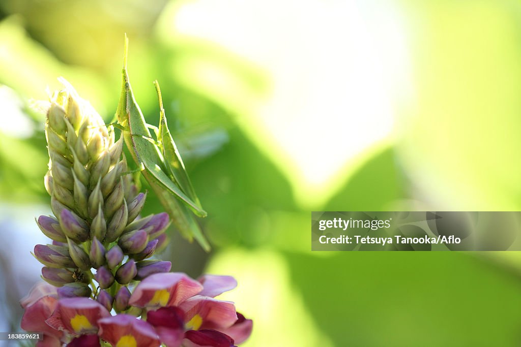 Kudzu flowers