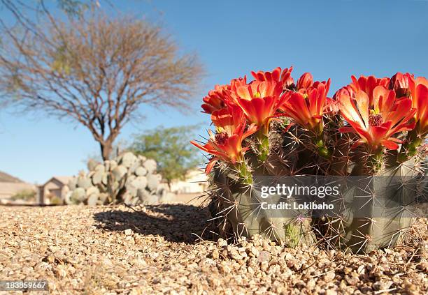 claret cup hedgehog blossoms - phoenix arizona neighborhood stock pictures, royalty-free photos & images