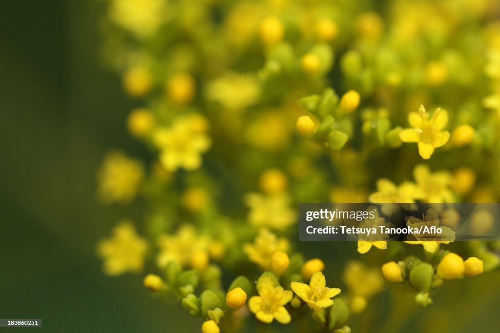 Golden Lace