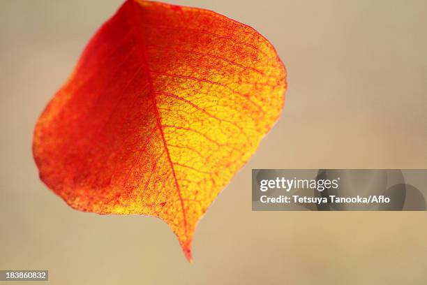 red leaf - chinese tallow tree stock pictures, royalty-free photos & images