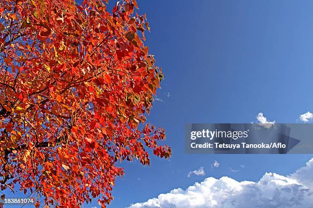 red leaves and blue sky with clouds - chinese tallow tree stock pictures, royalty-free photos & images