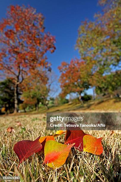 fallen leaves - chinese tallow tree stock pictures, royalty-free photos & images