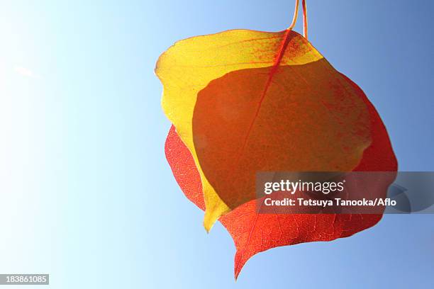 autumn leaves - chinese tallow tree stock pictures, royalty-free photos & images