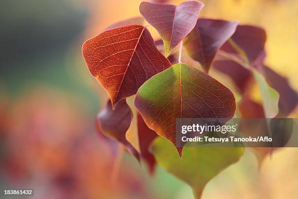 autumn leaves - chinese tallow tree stock pictures, royalty-free photos & images