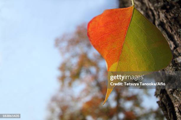 autumn leaf - chinese tallow tree stock pictures, royalty-free photos & images
